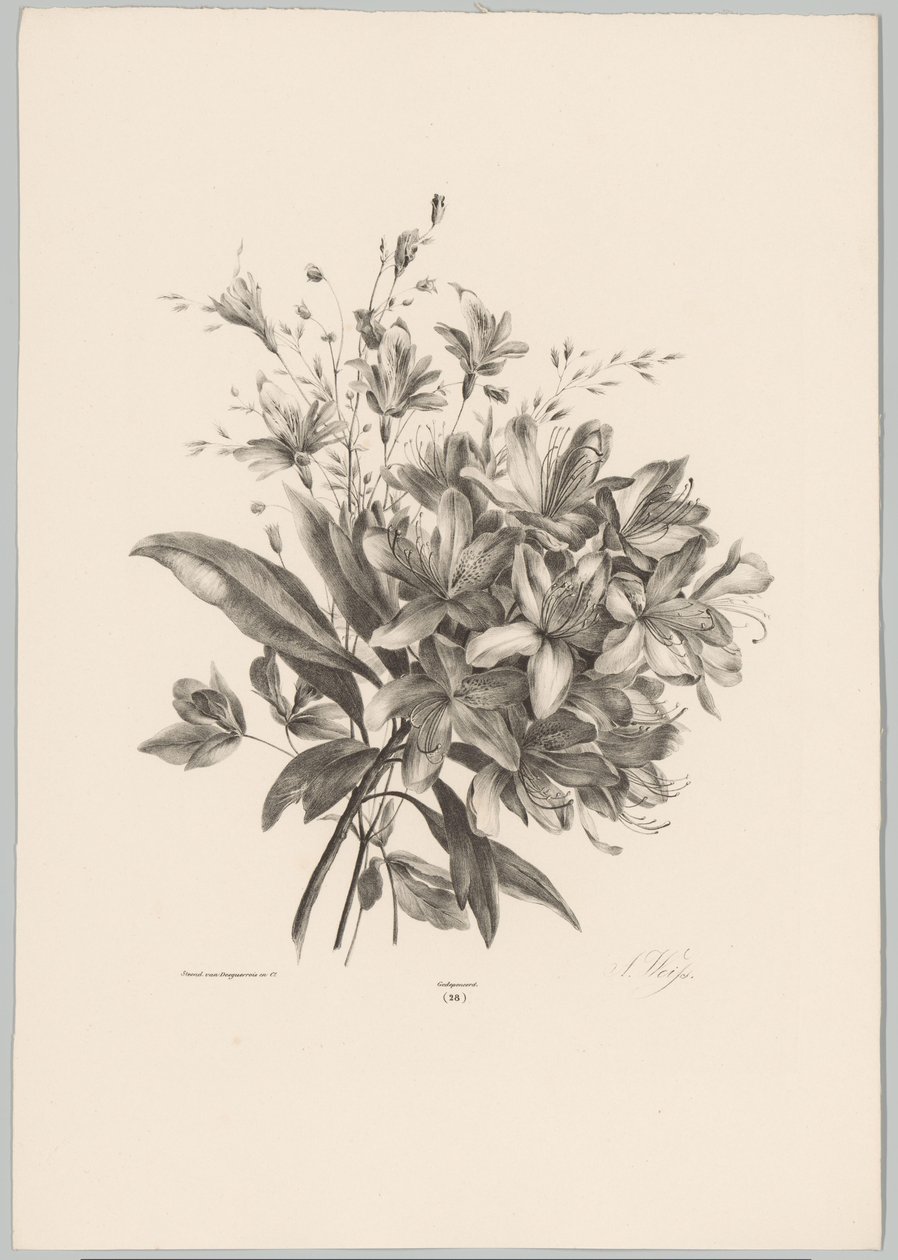 Lys (série: Études de fleurs et de fruits, 10e livraison) - Anton Weiss