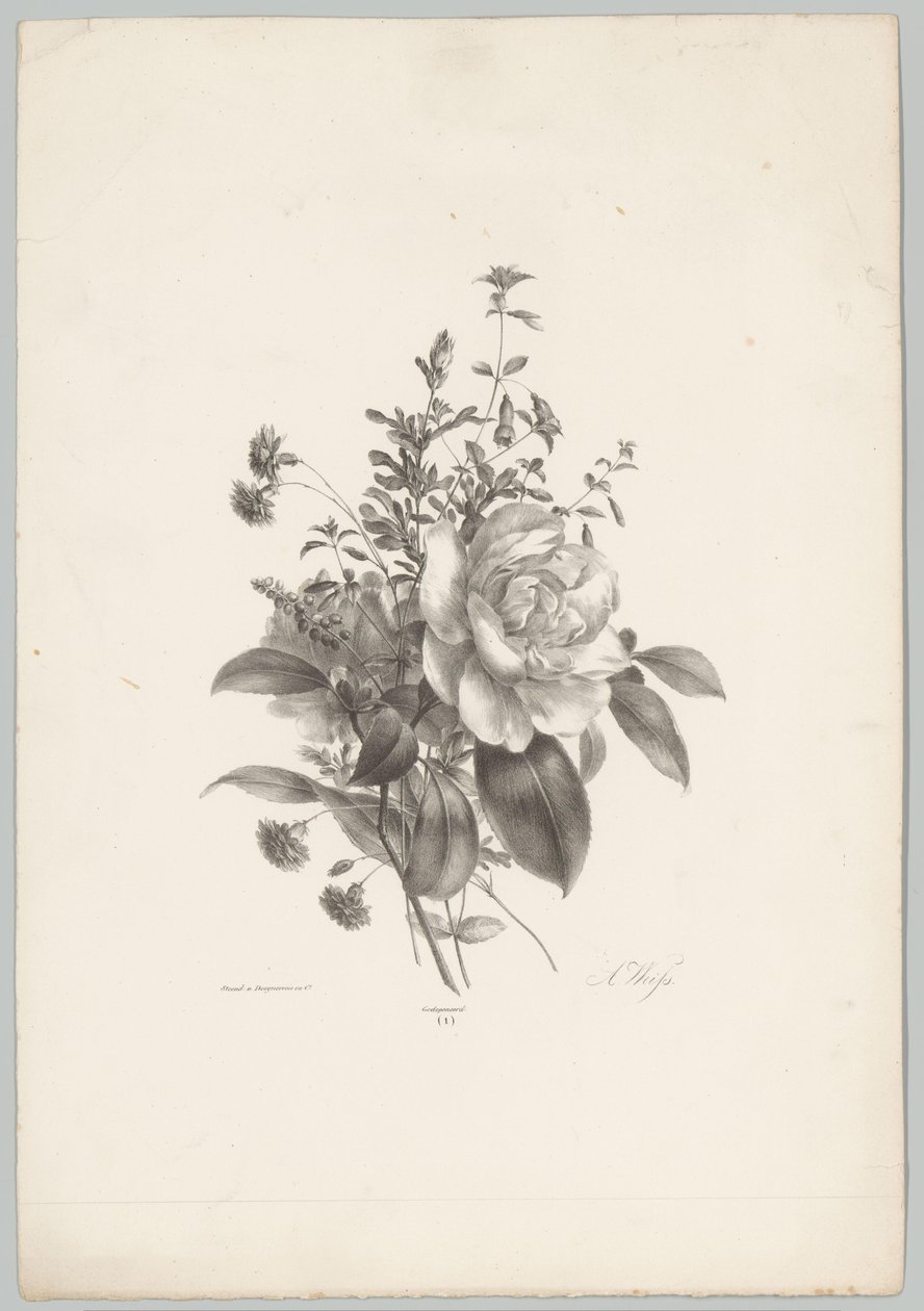 Roses, œillets et fuchsia - Anton Weiss