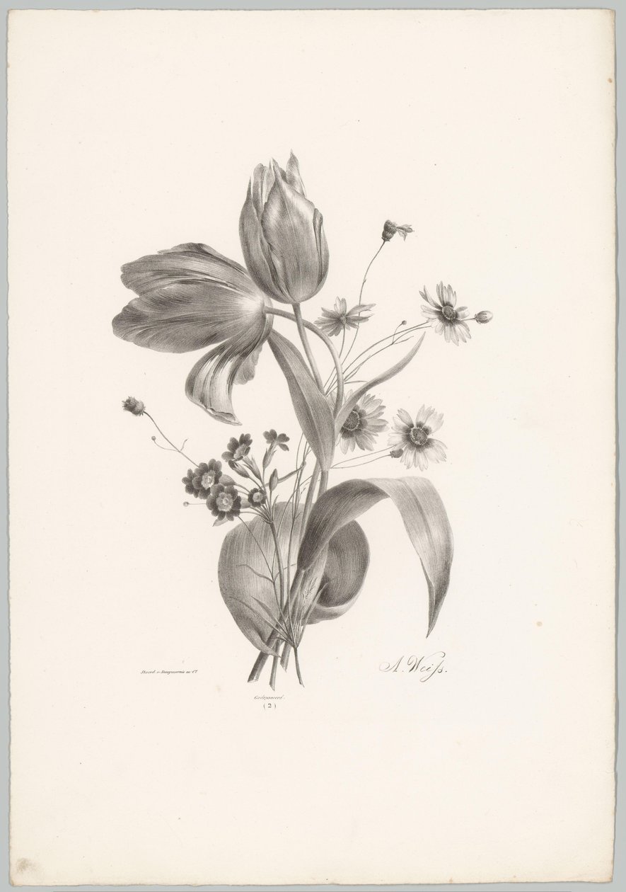 Tulipes et marguerites - Anton Weiss
