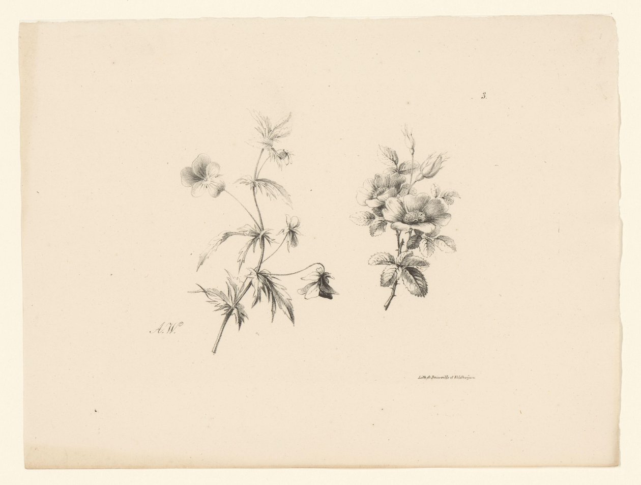 Deux fleurs (série Fleurs et fruits) - Anton Weiss