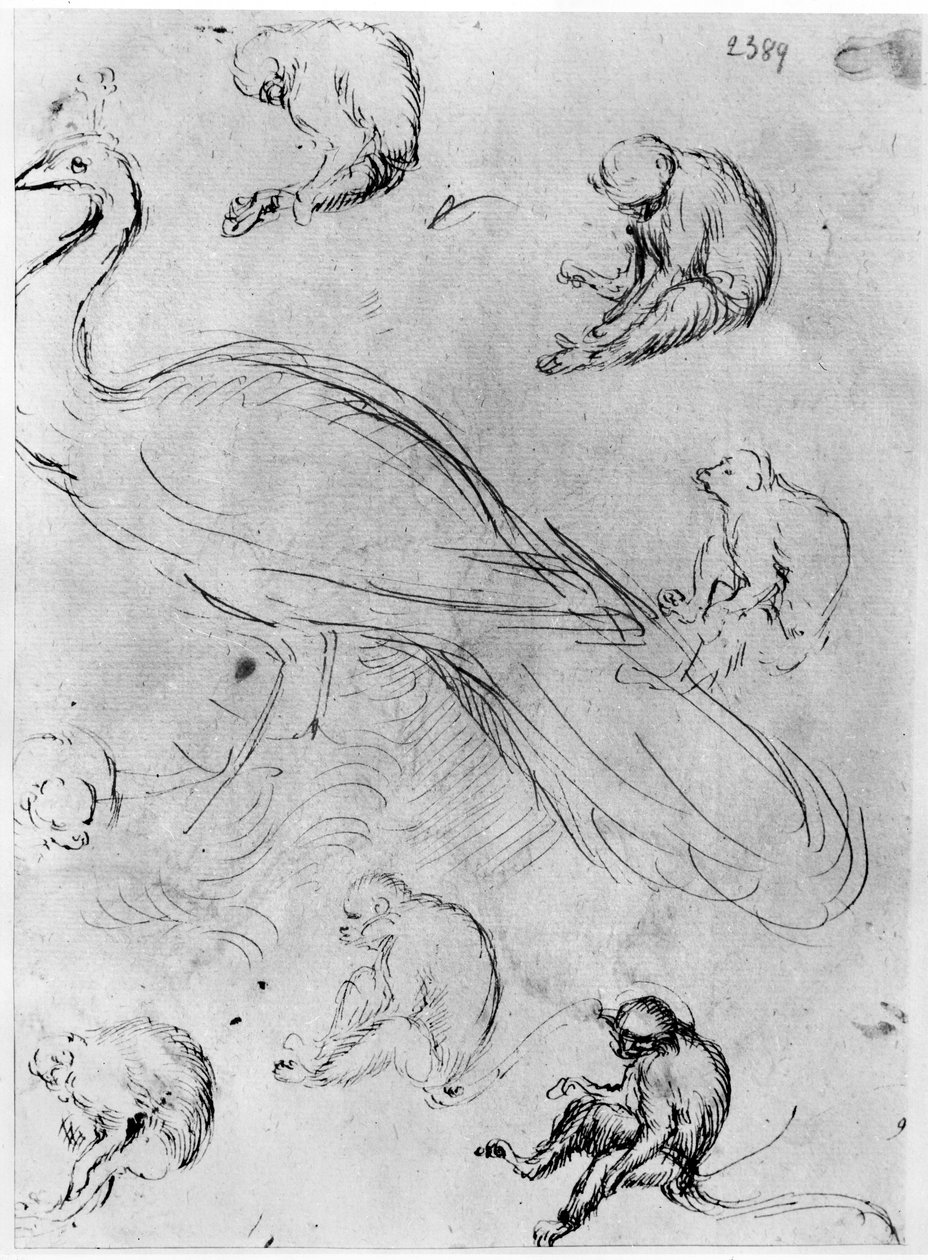 Paon et six singes, de l