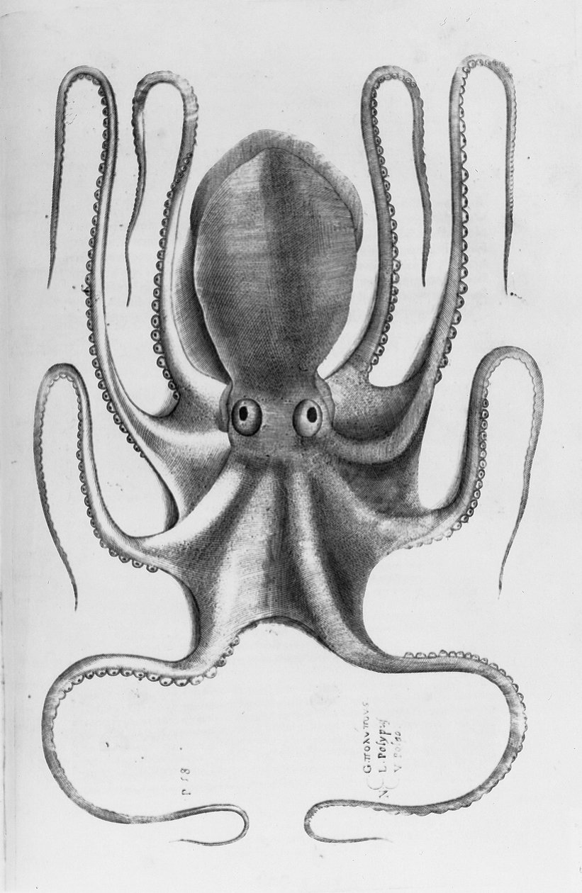 Illustration de "Aquatilium animalium historiae, liber primus" par Ippolito Salviani, 1554 - Antonio Lafreri
