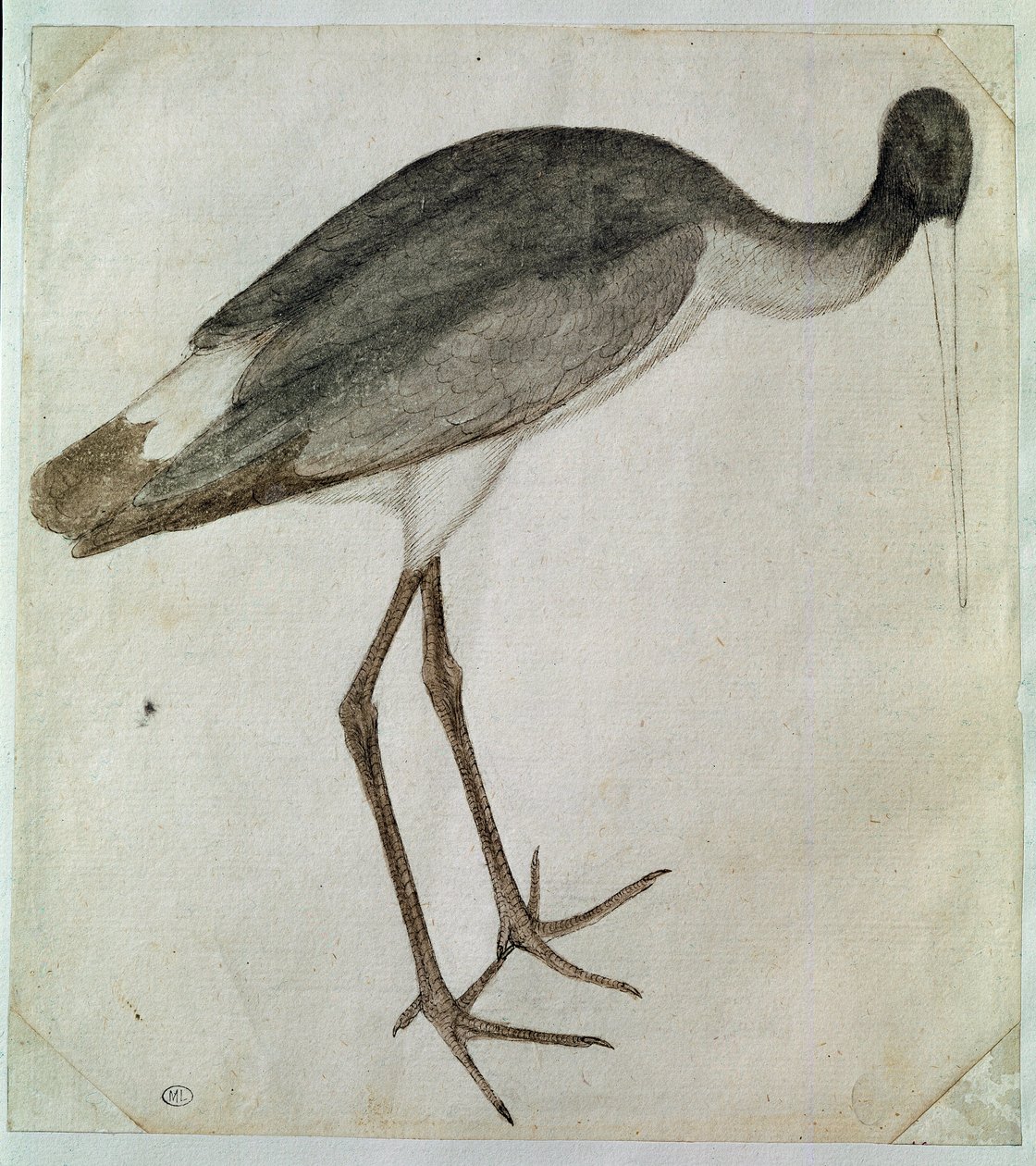 Une cigogne noire debout, tournée vers la droite. Dessin par Antonio di Puccio Pisano dit Pisanello - Antonio Pisanello