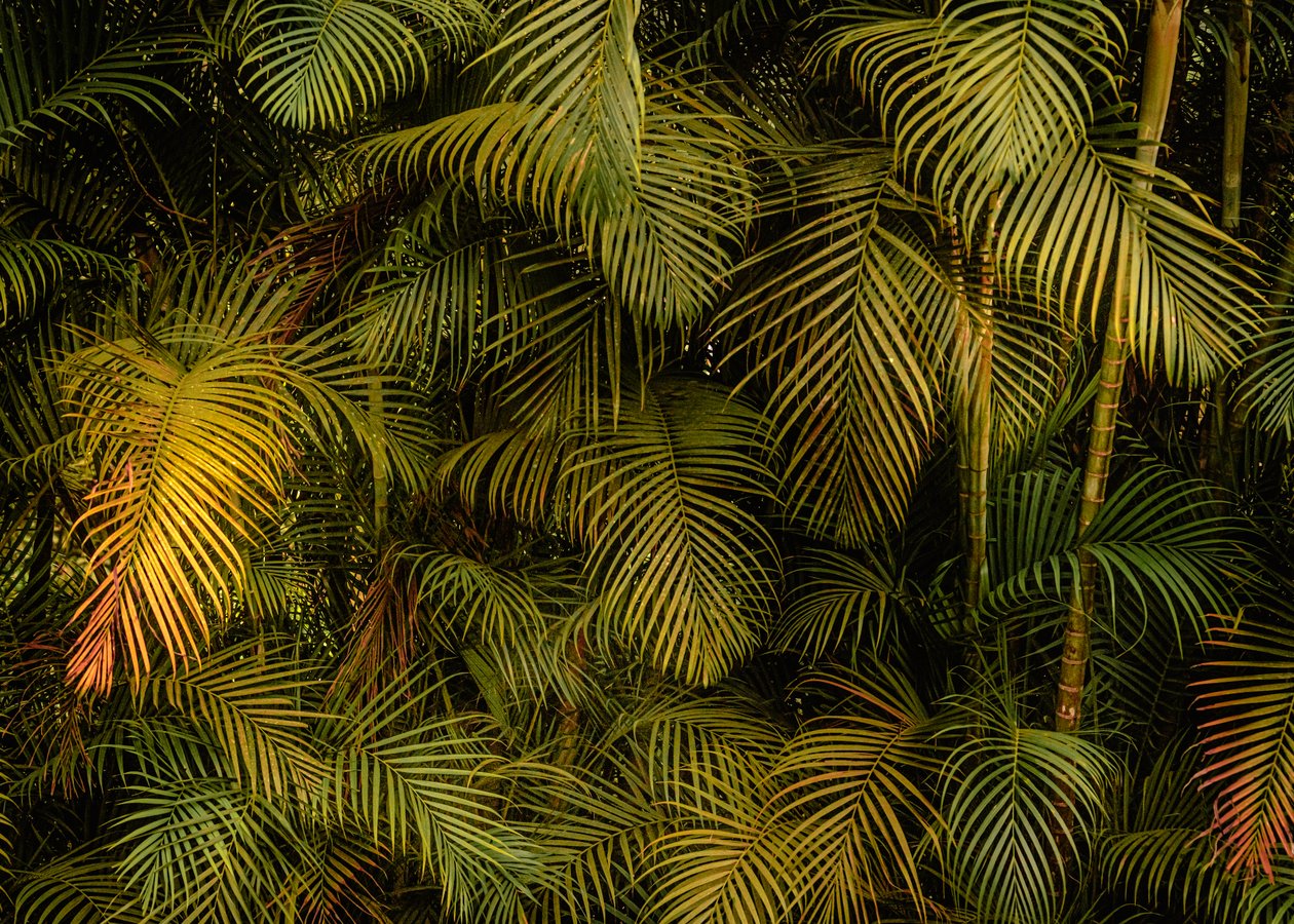 Palmier IV, 2024 (photographie numérique) - Antonio Schubert