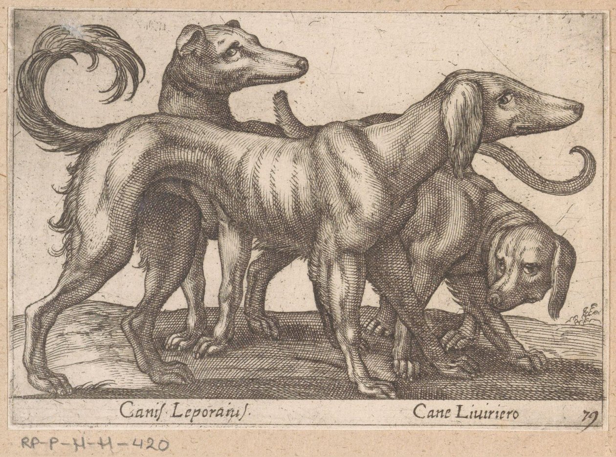 Trois chiens - Antonio Tempesta