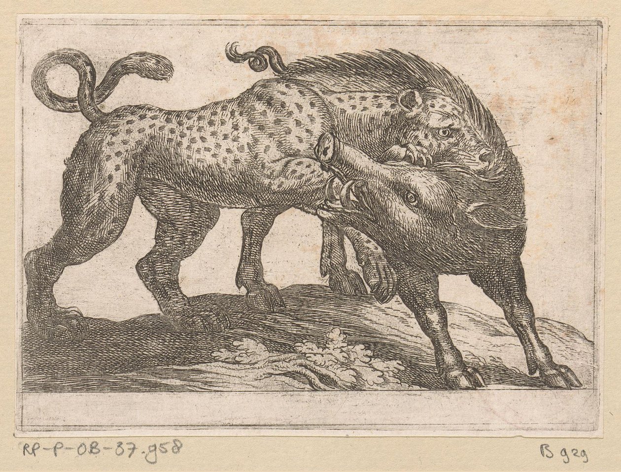 Un léopard combattant un sanglier - Antonio Tempesta