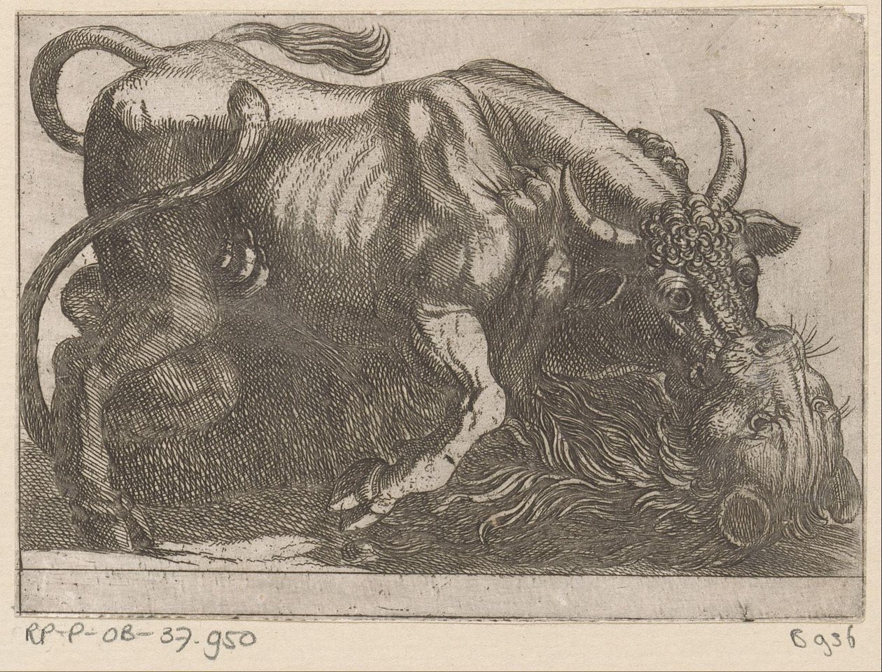 Un taureau combattant avec un lion - Antonio Tempesta
