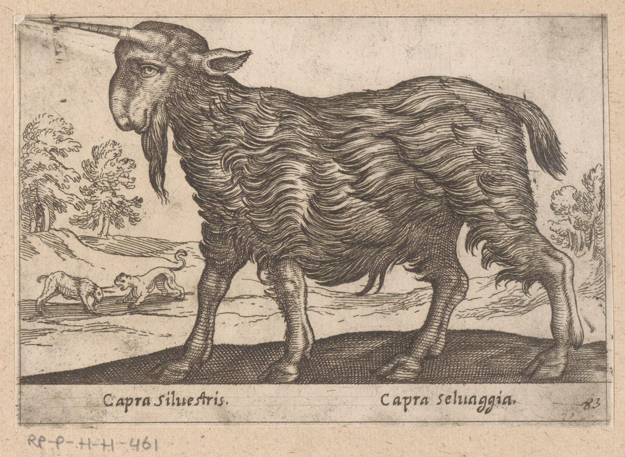 Chèvre avec une corne (Dieren en fabelwezens, Nova raccolta de li animali piu curiosi del mondo) - Antonio Tempesta