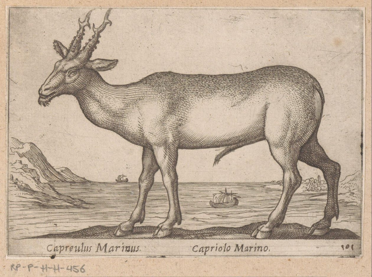 Hert Capreulus Marinus / Capriolo Marino (Dieren en fabelwezens, Nova raccolta de li animali piu curiosi del mondo) - Antonio Tempesta