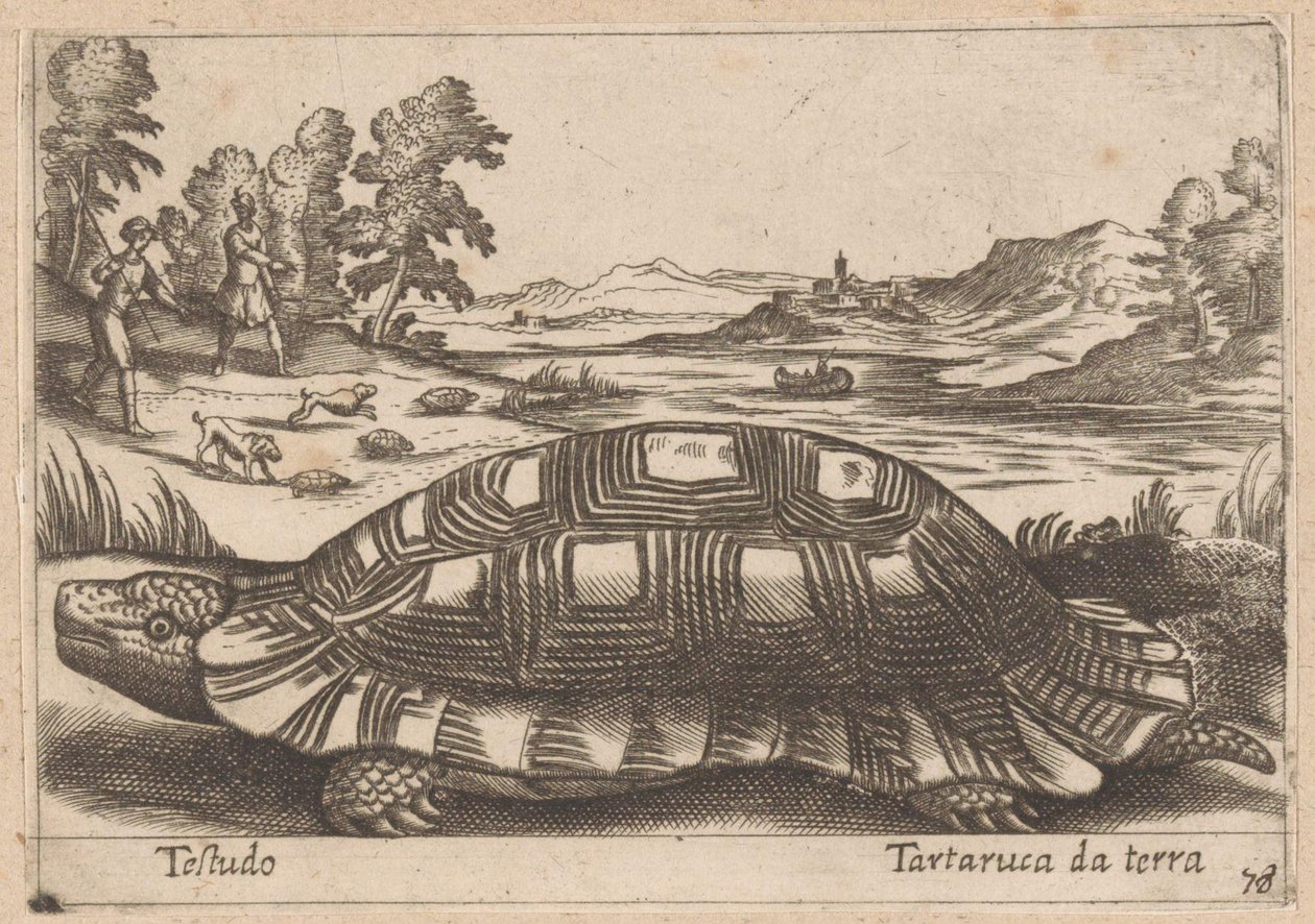 Tortue terrestre, Testudo/Tartaruga da terra (titre sur l
