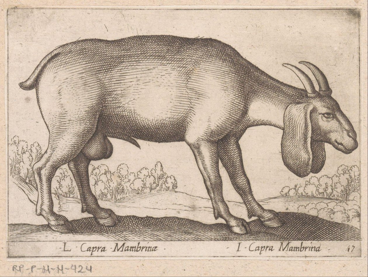 Chèvre Mambrina - Antonio Tempesta