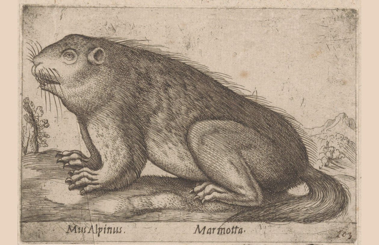 Marmotte Mus Alpinus / Marmotta (titre sur l