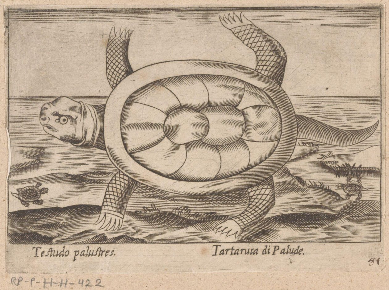 Tortue des marais - Antonio Tempesta