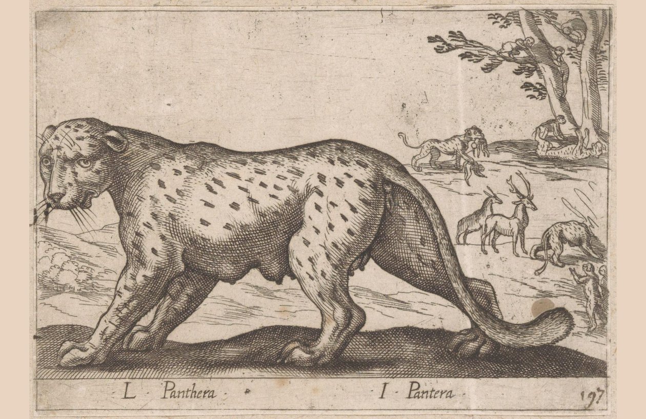 Panthère (Animaux et créatures fabuleuses) - Antonio Tempesta