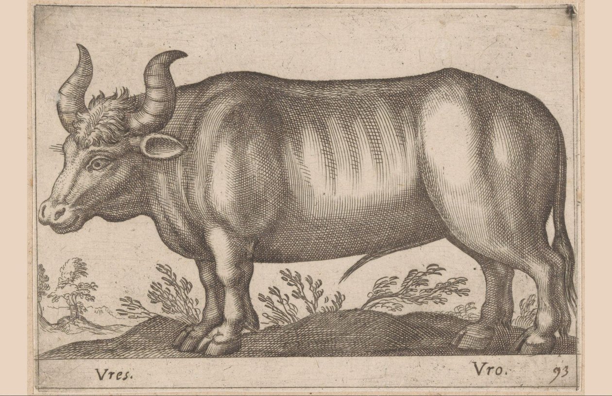 Boeuf (Animaux et créatures fabuleuses) - Antonio Tempesta
