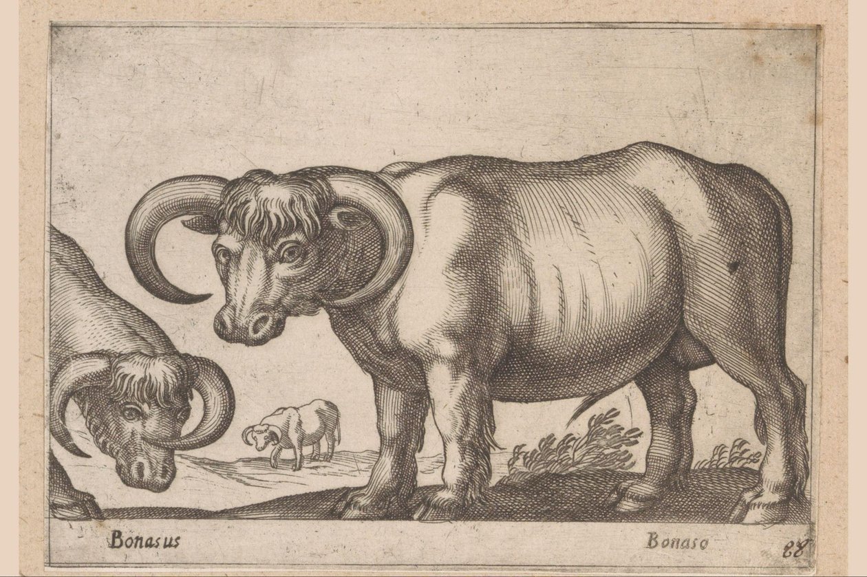 Bovins (Animaux et créatures fabuleuses) - Antonio Tempesta