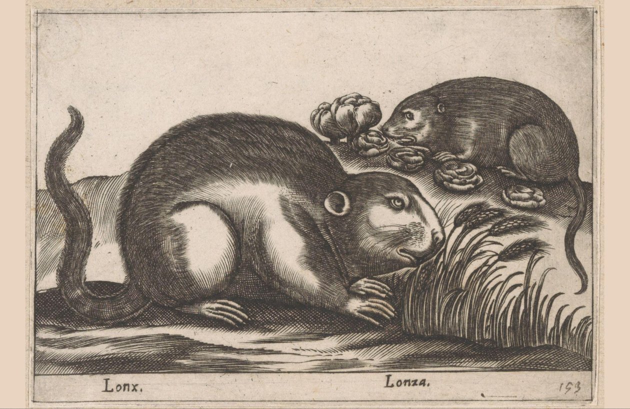 Deux rats musqués (Lonx / Lonza) (Animaux et créatures fabuleuses) (Nova raccolta de li animali piu curiosi del mondo) - Antonio Tempesta