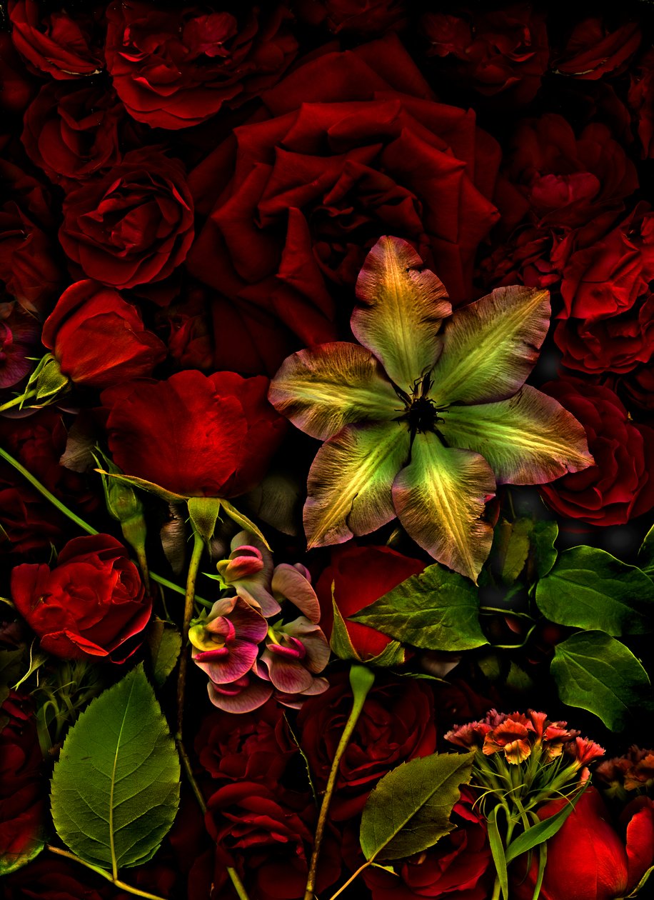 Artfloral no.7, 2015 (photo) - Antonius Antonius