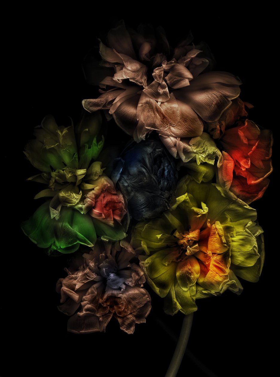 Fleurs 13-1, 2025 (photo) - Antonius Antonius