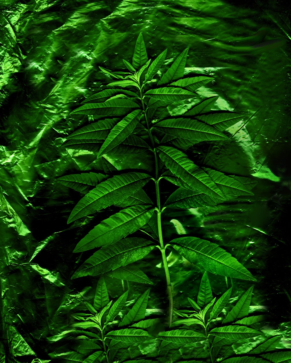 Green-4, 2009 (photo) - Antonius Antonius