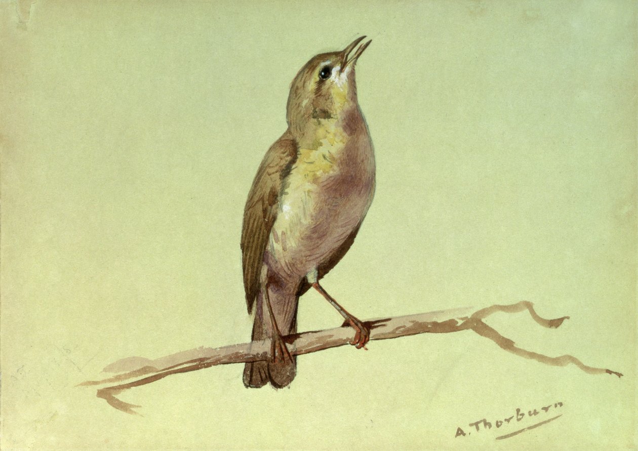 Une alouette - Archibald Thorburn