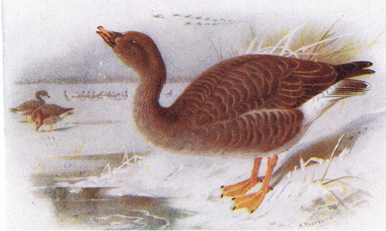 Oie des moissons - Archibald Thorburn
