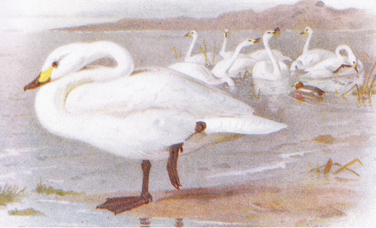 Cygne de Bewick - Archibald Thorburn