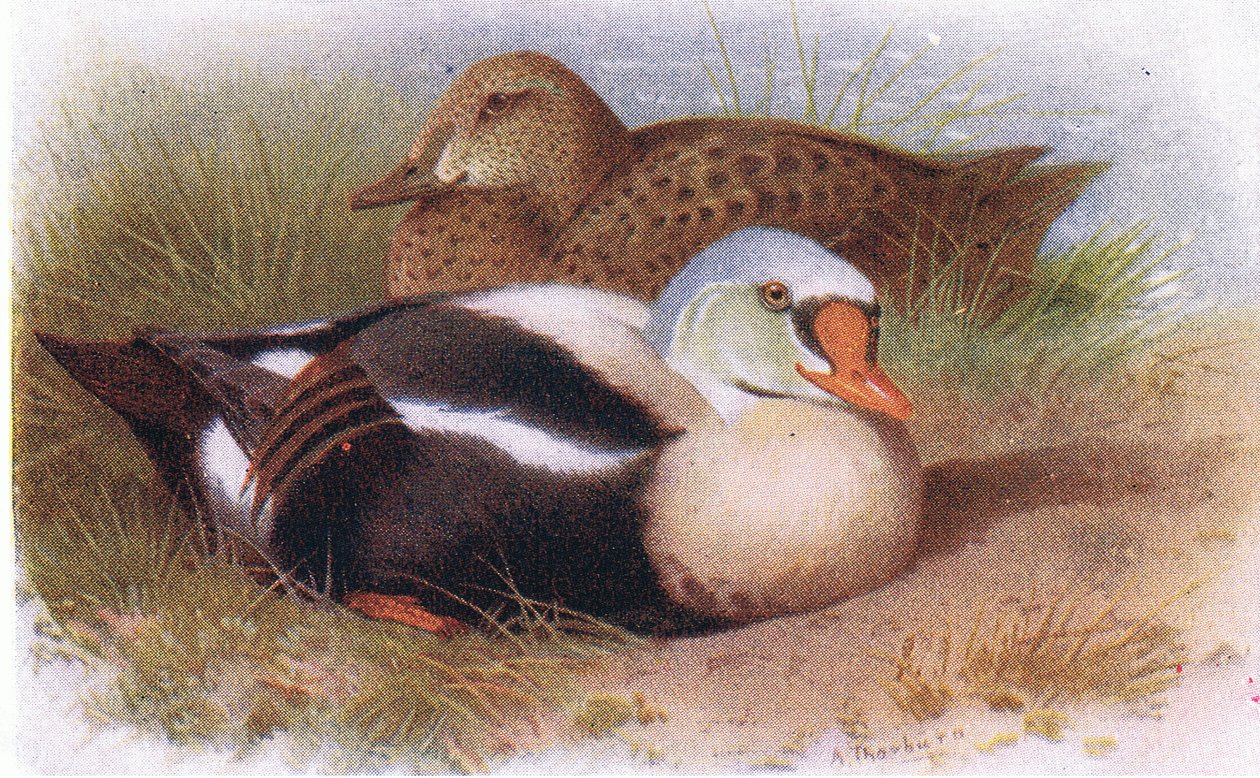 Eider à tête grise - Archibald Thorburn