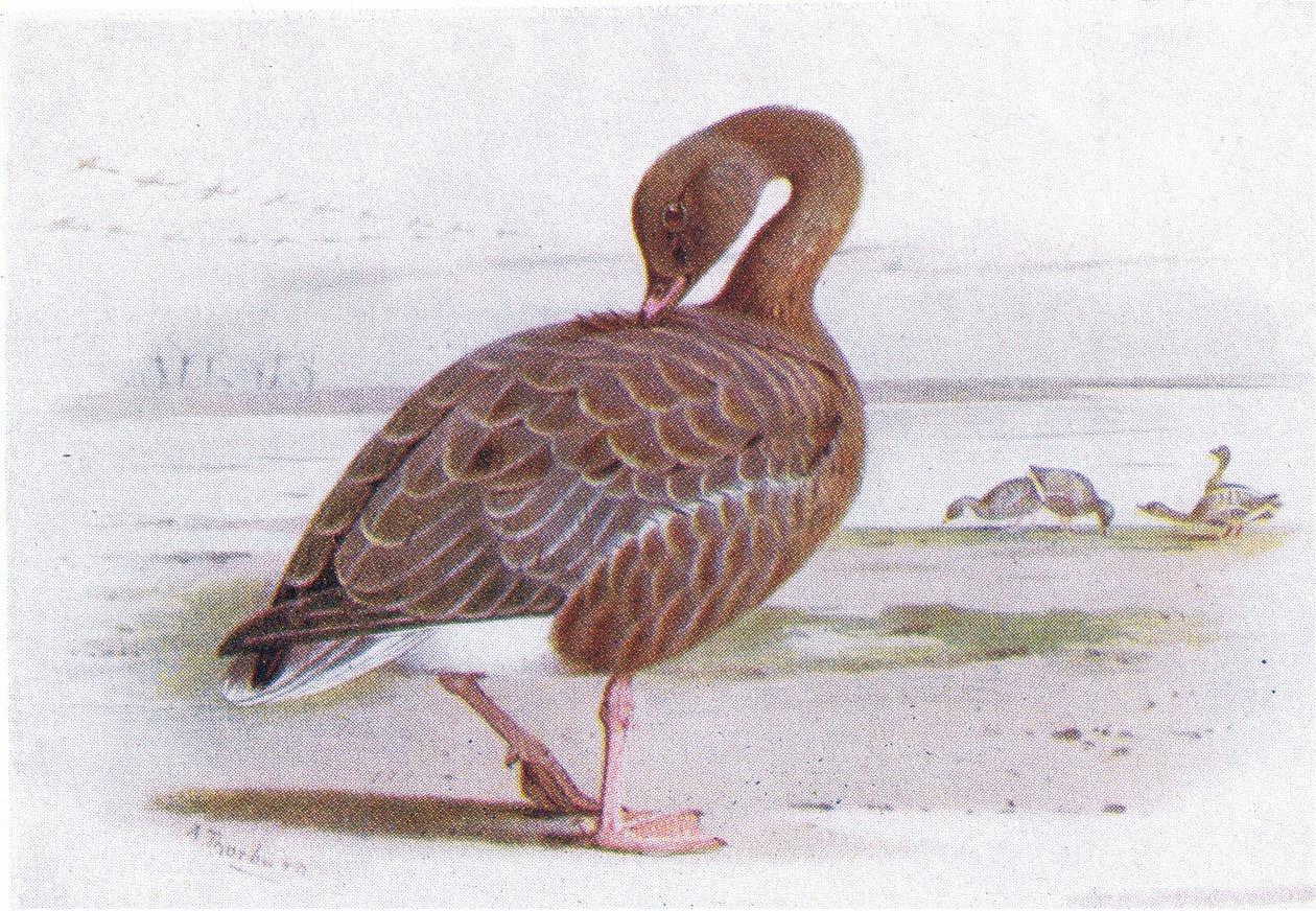 Oie à pattes roses - Archibald Thorburn