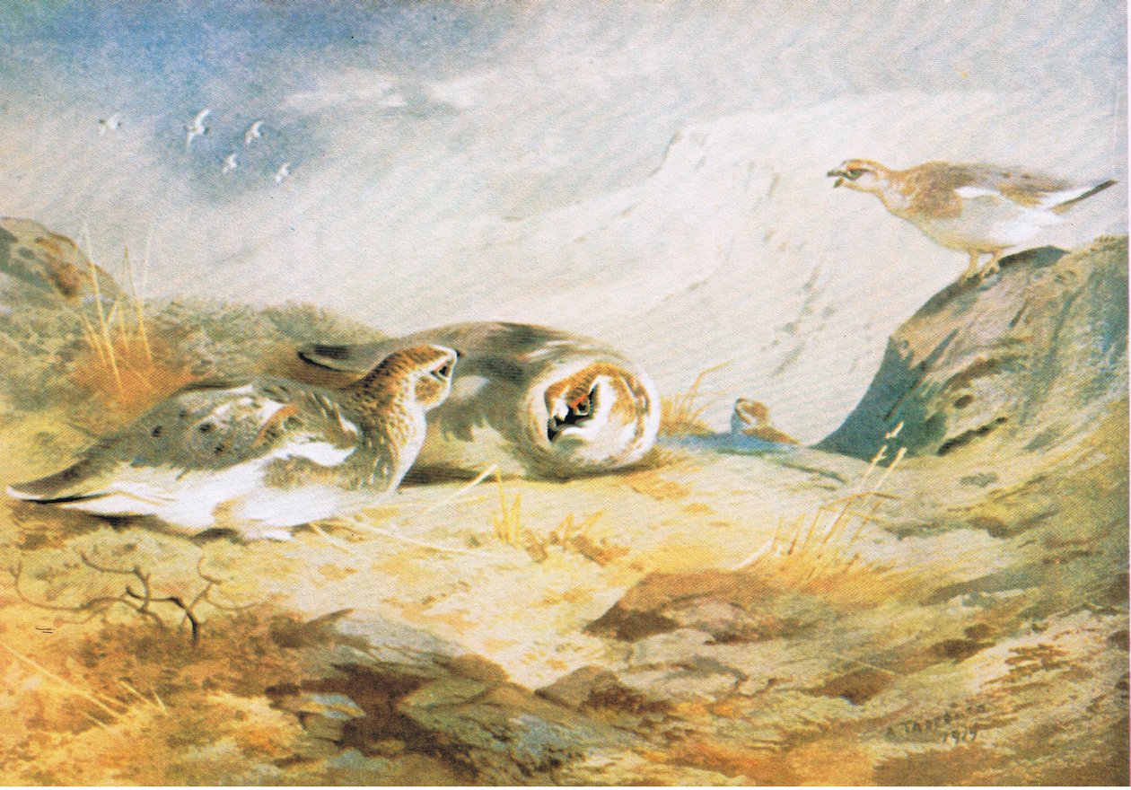 Lagopède, publié par Book Club Associates, 1972 - Archibald Thorburn