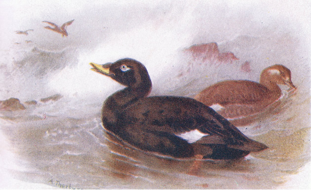 Macreuse brune - Archibald Thorburn