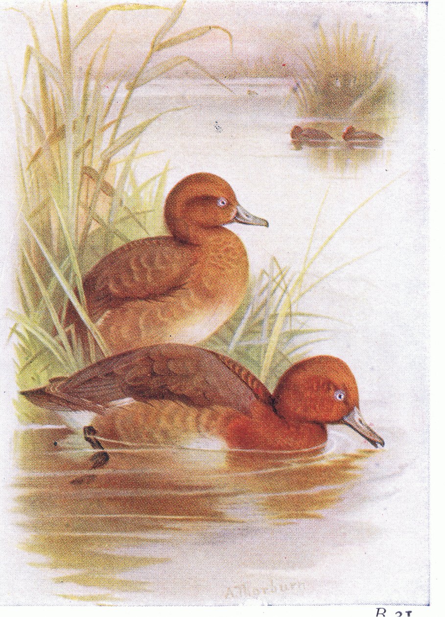 Fuligule nyroca - Archibald Thorburn