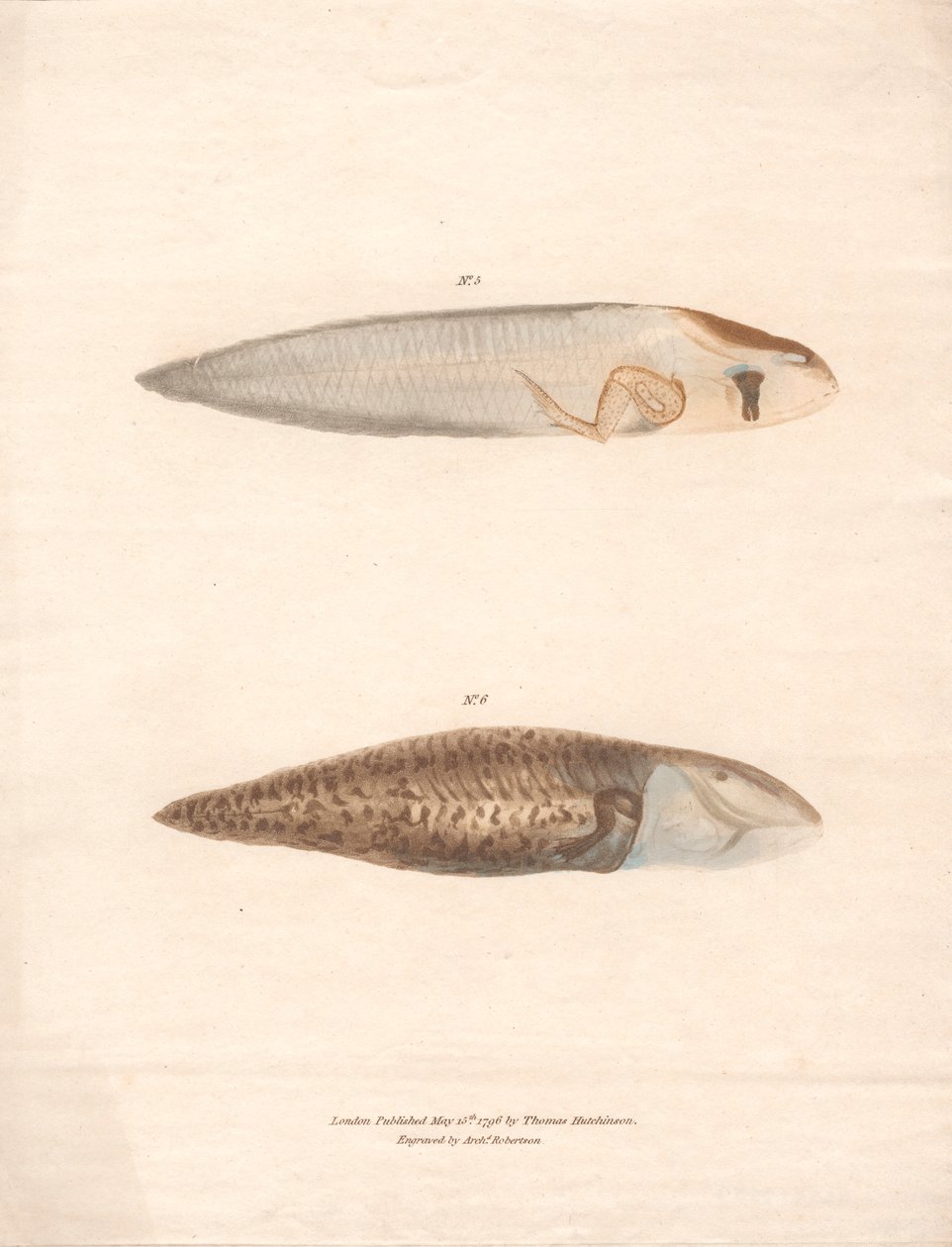 N° 5 et N° 6 dans les 8 stades de croissance de la grenouille du Surinam - Archibald Robertson