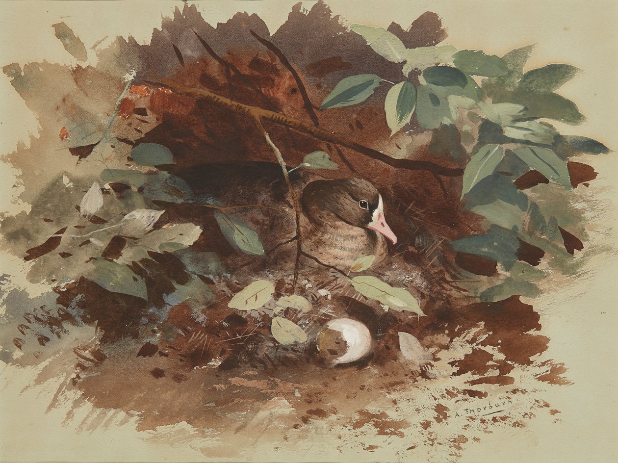Une oie nichant - Archibald Thorburn