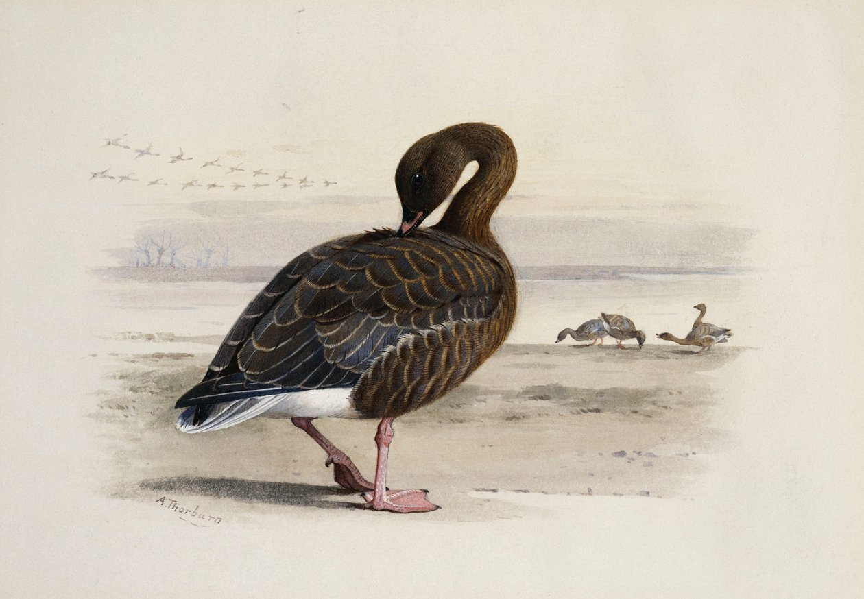 Oie à pattes roses - Archibald Thorburn