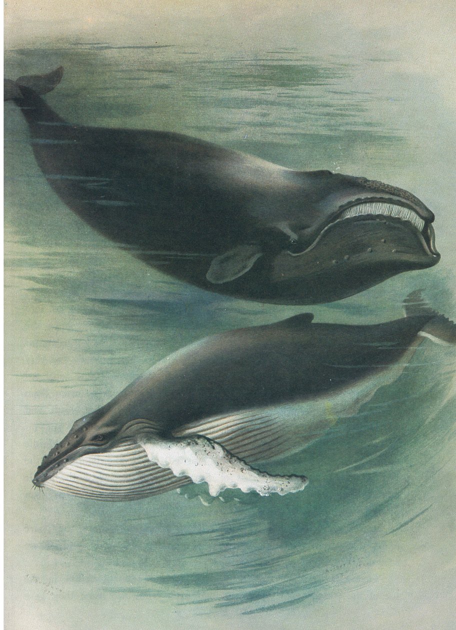 Baleine blanche de l