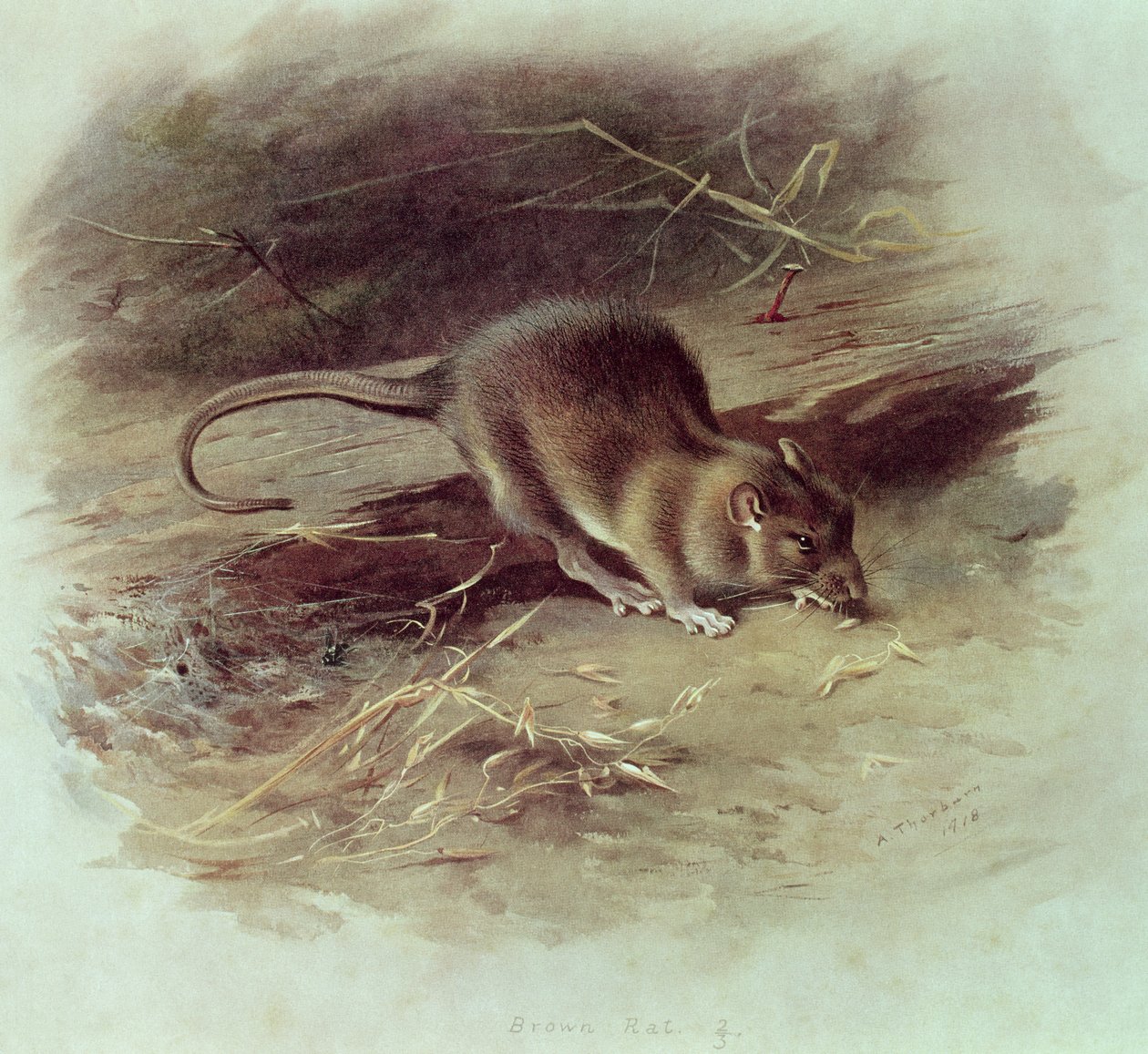 Rat brun (Rattus norvegicus) 1918 - Archibald Thorburn