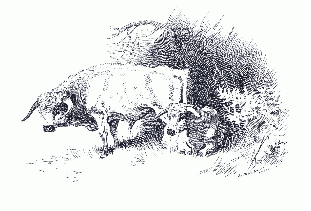 Bétail, de Mammifères de Thorburn publié par Longmans and Co, c. 1920 - Archibald Thorburn