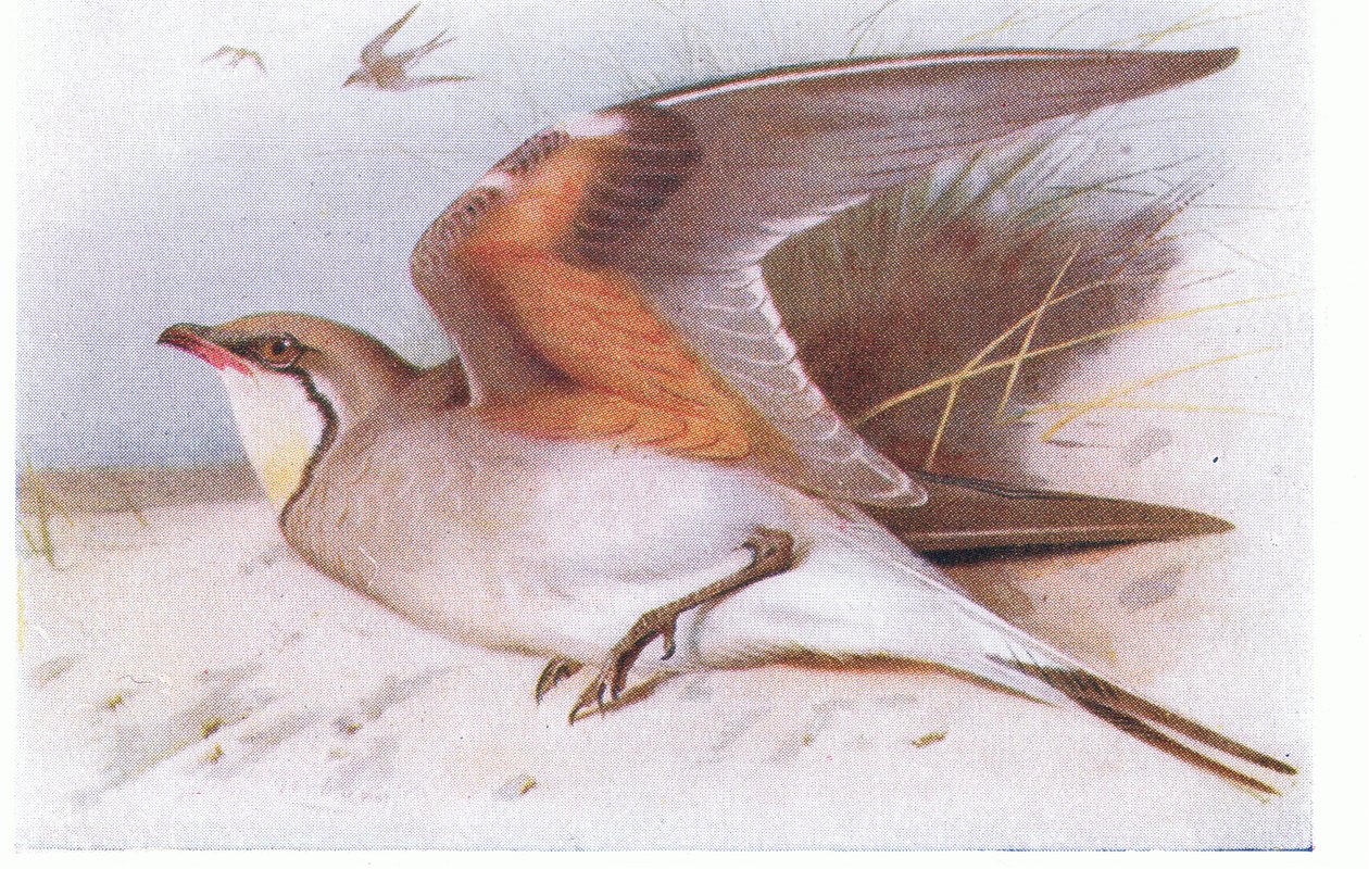 Pratincole à Collier, d