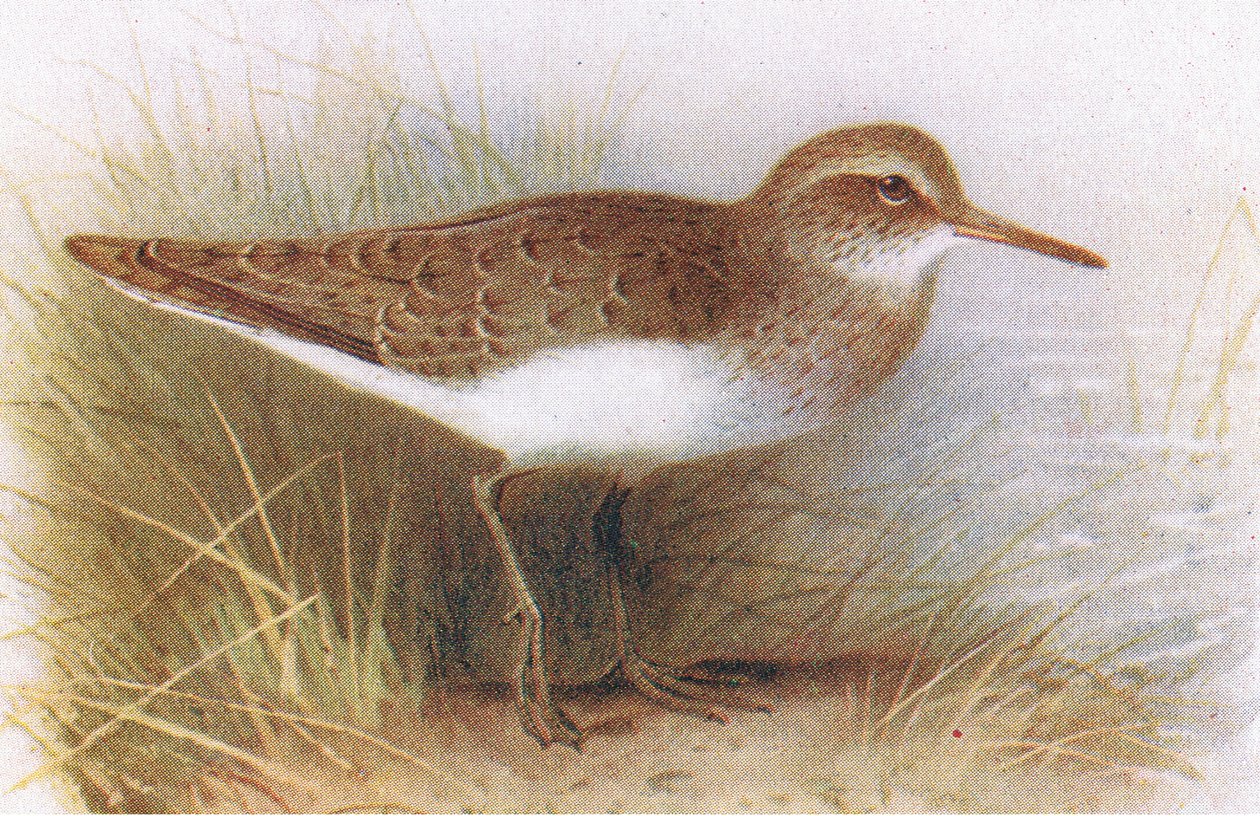 Chevalier guignette, de Birds of the British Isles and Their Eggs publié par Frederick Warne & Co Ltd, 1958 - Archibald Thorburn