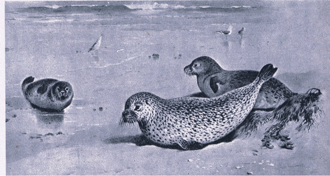 Phoque commun, Nature en Grande-Bretagne publié par Collins - Archibald Thorburn