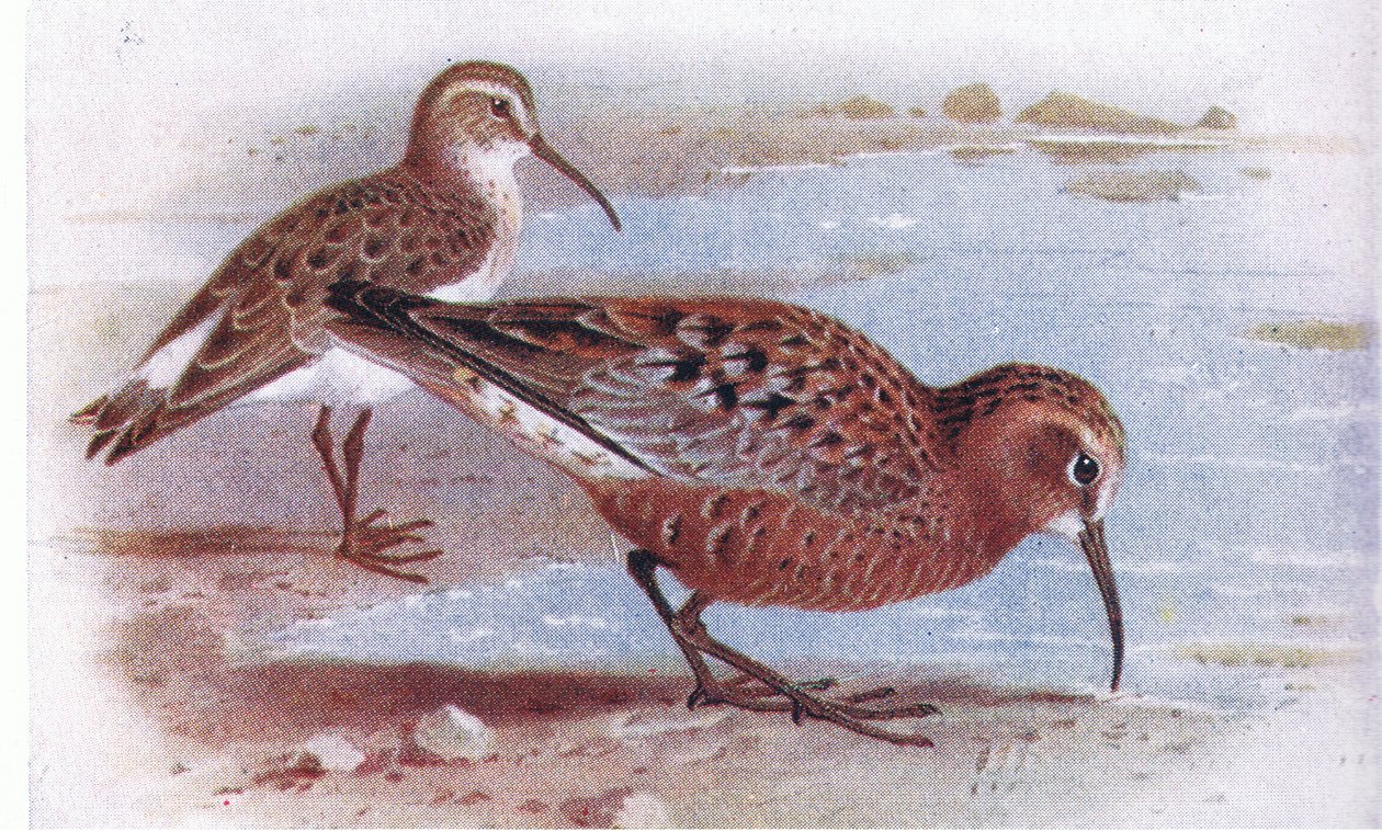 Bécasseau cocorli, de Birds of the British Isles and Their Eggs publié par Frederick Warne & Co Ltd, 1958 - Archibald Thorburn