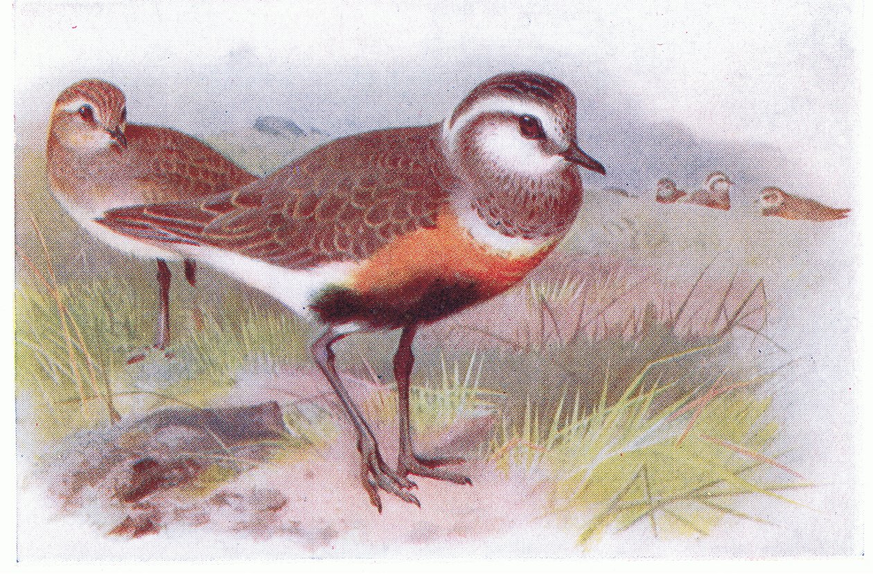 Pluvier guignard, de Birds of the British Isles and Their Eggs publié par Frederick Warne & Co Ltd, 1958 - Archibald Thorburn