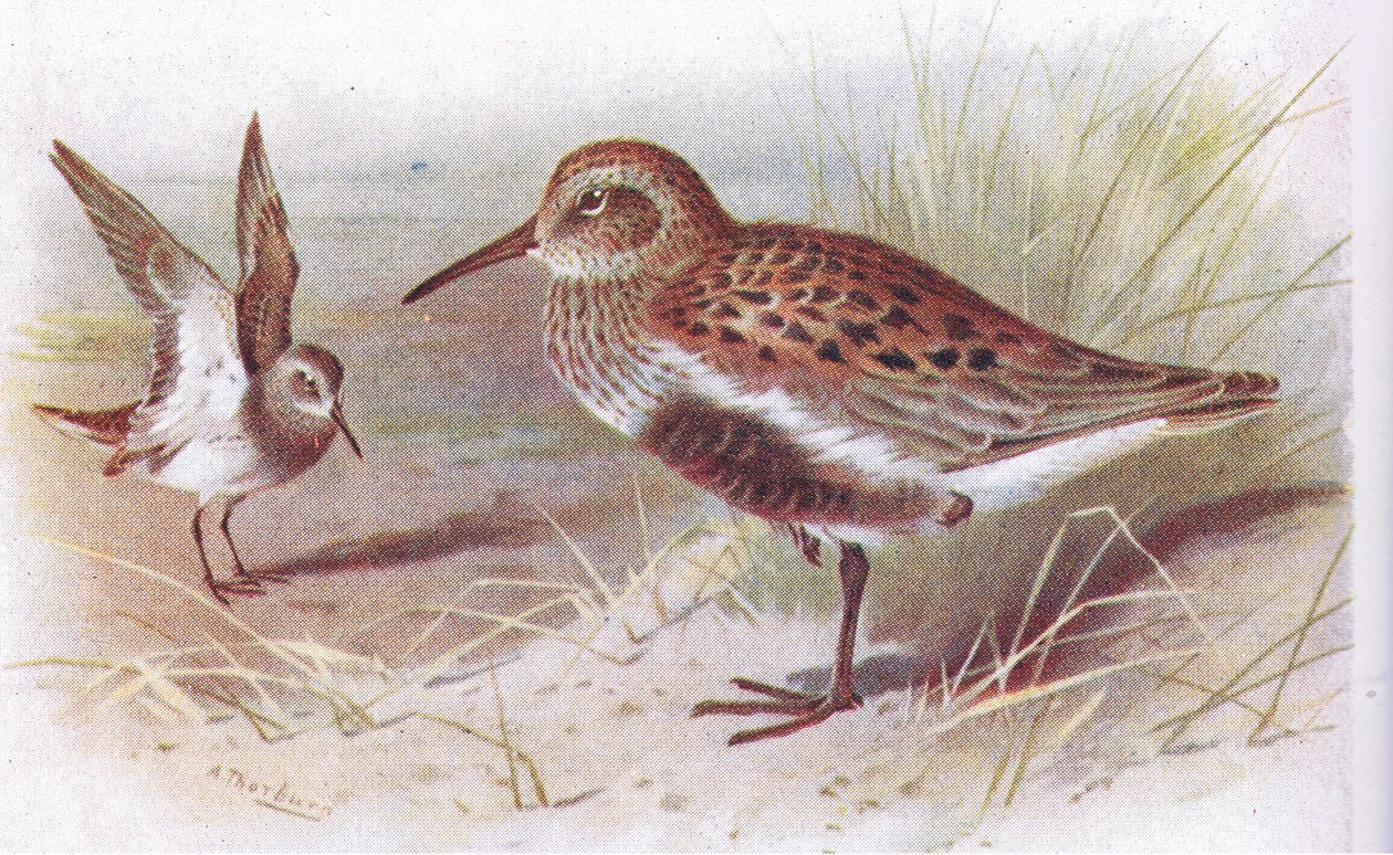 Bécasseau variable (été et hiver), de Birds of the British Isles and Their Eggs publié par Frederick Warne & Co Ltd, 1958 - Archibald Thorburn
