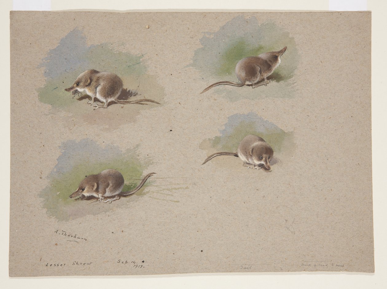 Quatre vignettes de musaraigne, c.1915 - Archibald Thorburn