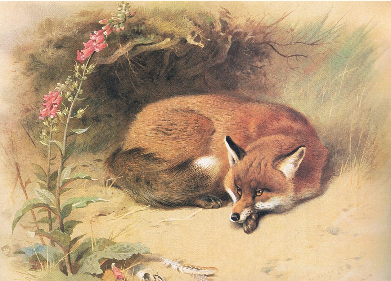 Renard avec digitales, de Mammifères de Thorburn publié par Longmans et Co, vers 1920 - Archibald Thorburn
