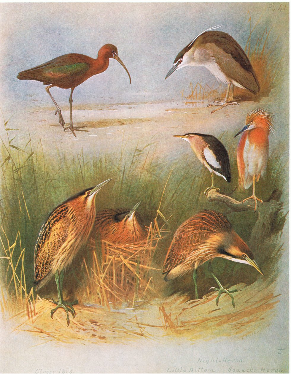 Ibis brillant, Butor étoilé, Héron bihoreau, Blongios nain, Héron crabier, Butor d