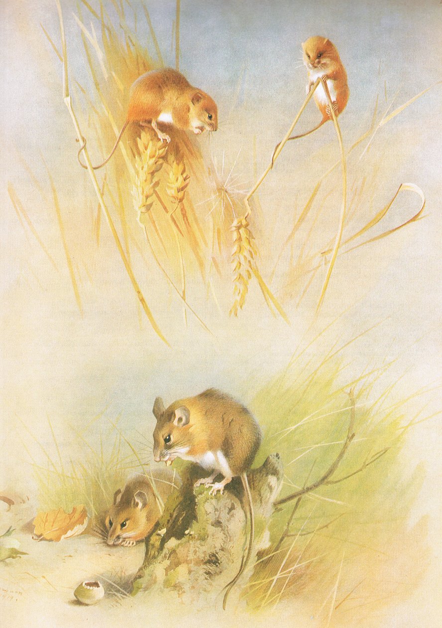 Souris des moissons et souris des bois, de Mammifères de Thorburn publié par Longmans et Co, vers 1920 - Archibald Thorburn