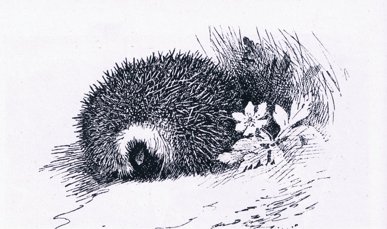 Hérisson, Nature en Grande-Bretagne publiée par Collins, 1946 - Archibald Thorburn