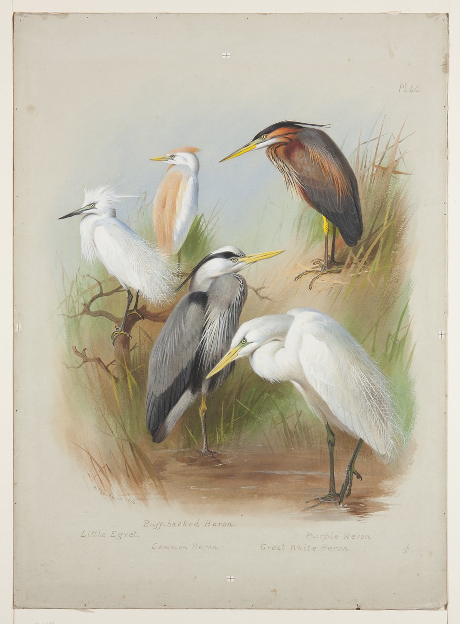 Hérons et aigrette, c.1915 - Archibald Thorburn
